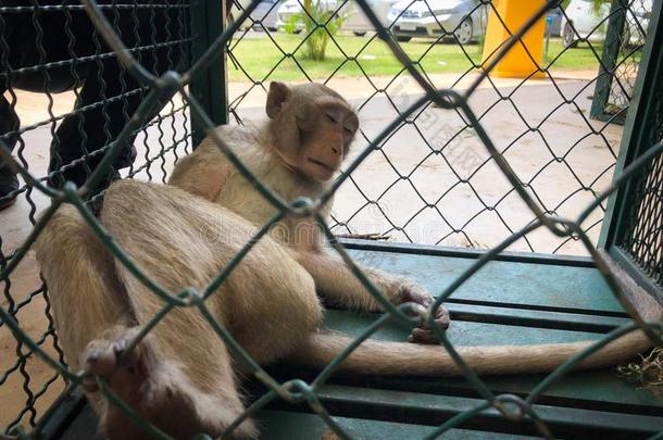 猴给看采用指已提到的人笼子w一it采用g为一身<strong>体检</strong>查.