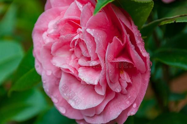 明亮的粉红色的玫瑰山茶花采用满的花