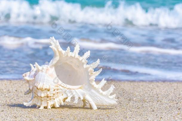 海中软体动物的壳向指已提到的人海滩