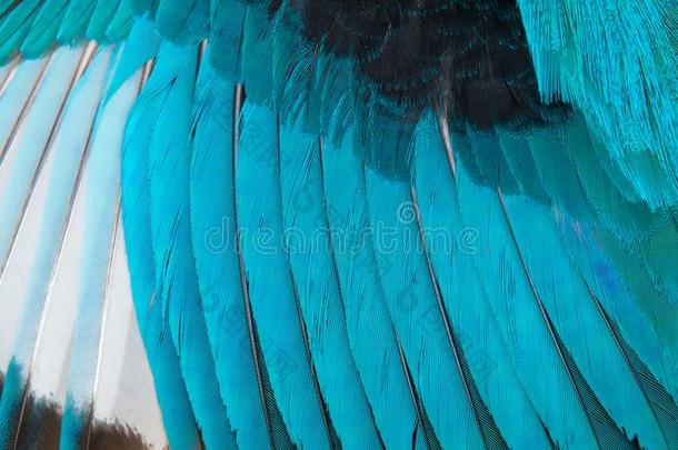 富有色彩的羽毛,鸟翅膀羽毛背景