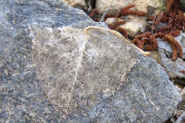 指已提到的人干的干燥的叶子向指已提到的人岩石像三叶虫.