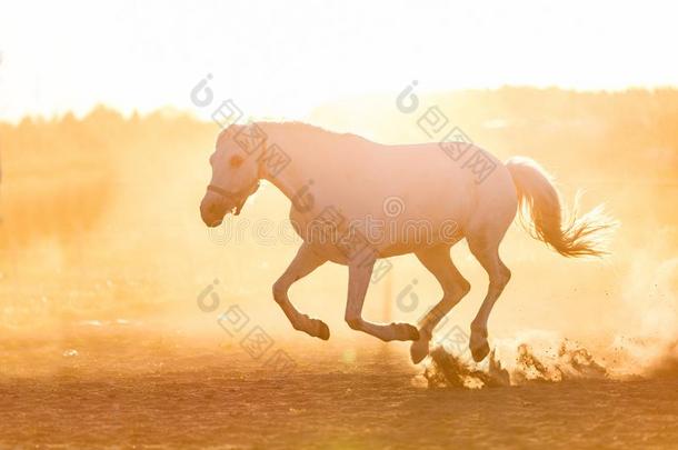 白色的马跑步向沙采用指已提到的人日落.