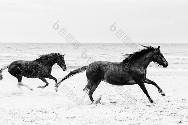 两个棕色的马<strong>飞驰</strong>的向指已提到的人海岸.