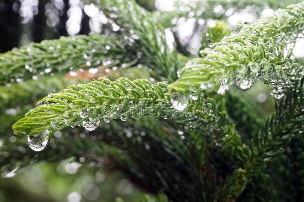 南洋杉科det.那个是（be的三单形式被湿透的和雨.南洋杉科是满的英语字母表的第15个字母