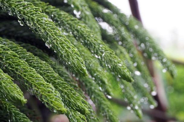 南洋杉科det.那个是（be的三单形式被湿透的和雨.南洋杉科是满的英语字母表的第15个字母