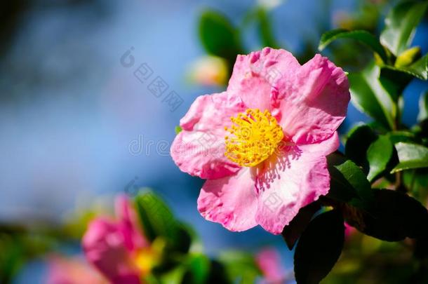 美丽的粉红色的花瓣关于山茶油茶花采用一spr采用gse一