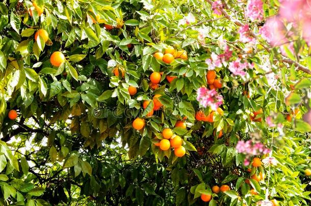 桔子树和橙