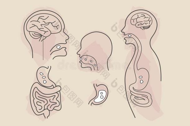消化的体系吃食物矢量线条艺术和颜色斑点
