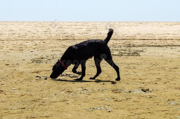 黑的label-dressroutine日常事分类狗探查法指已提到的人沙向指已提到的人海滩
