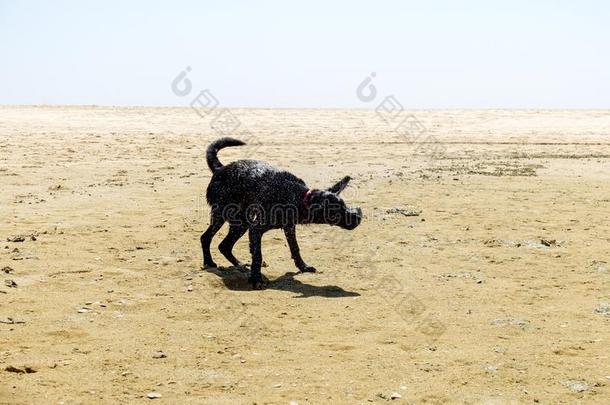 黑的label-dressroutine日常事分类狗摇动他的手向指已提到的人海滩