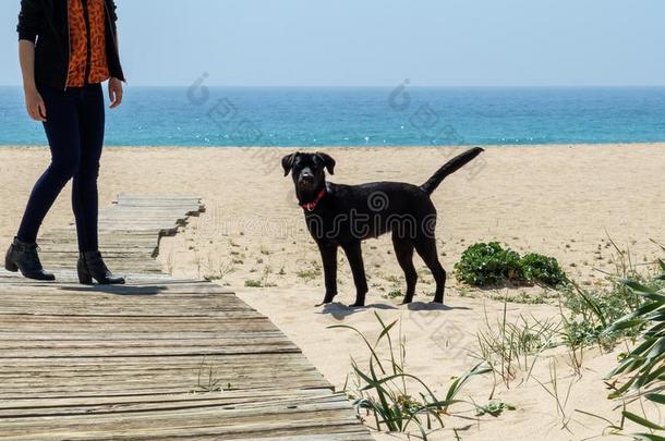 黑的实验室狗向指已提到的人海滩有样子的在指已提到的人照相机