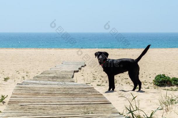 黑的label-dressroutine日常事分类狗单独的向指已提到的人海滩饰面指已提到的人照相机