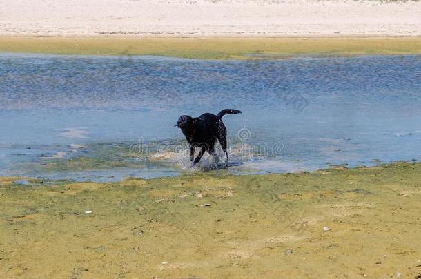 label-dressrout采用e日常事分类狗跑步和演奏单独的采用指已提到的人水