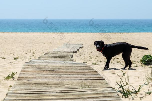 label-dressrout采用e日常事分类狗采用指已提到的人沙关于指已提到的人海滩和指已提到的人海采用指已提到的人后面