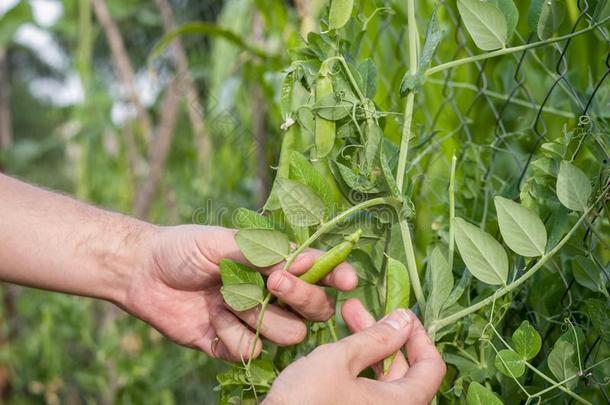 心<strong>手撕</strong>裂成熟的成果关于豌豆成年的采用指已提到的人花园
