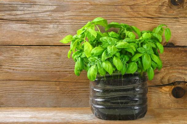 新鲜的绿色的罗勒属植物植物为健康的烹饪术,草本植物和香料.