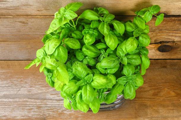 新鲜的绿色的罗勒属植物植物为健康的烹饪术,草本植物和香料.