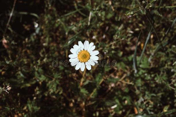 开花.甘菊.盛开的甘菊,甘菊花.NationalAssociationofTreUnions全国工会联合会