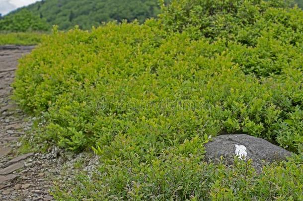 指已提到的人白色的火焰关于指已提到的人阿巴拉契亚造山<strong>运动</strong>跟踪交叉<strong>黑白</strong>杂色的马山.