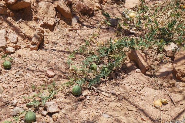 西瓜属菊芋属,野生的沙漠西瓜