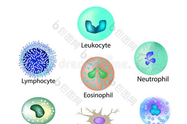 细胞关于免除.放置.<strong>白细胞</strong>,淋巴球,嗜酸粒细胞,neutralization中和