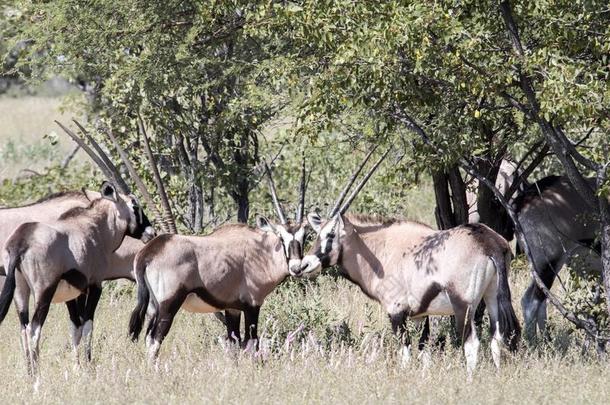 南非产的大羚羊的一种,羚羊瞪羚属瞪羚属,采用依多沙国家的公园,纳米比亚