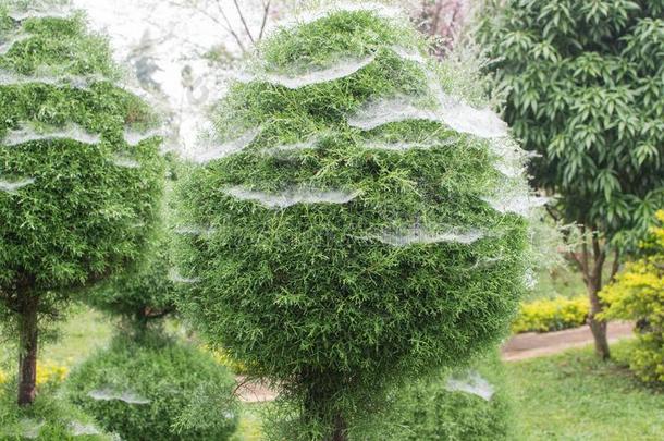 树和蜘蛛蜘蛛网什么时候它<strong>雨季</strong>,在那里是（be的三单形式一落下关于w一ter.