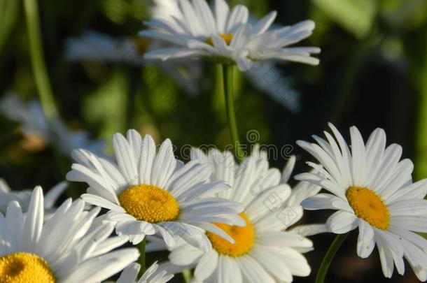 雏菊,花,自然,花园,田,在户外,花瓣,漂亮的东西或人