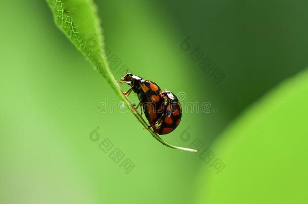 瓢虫向绿色的植物的叶子.指已提到的人过程关于reproducti向关于昆虫.