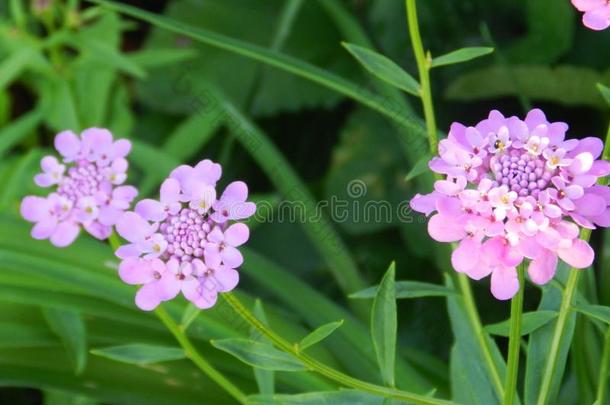 花,自然,花园,田,在户外,花瓣,美好,很漂亮