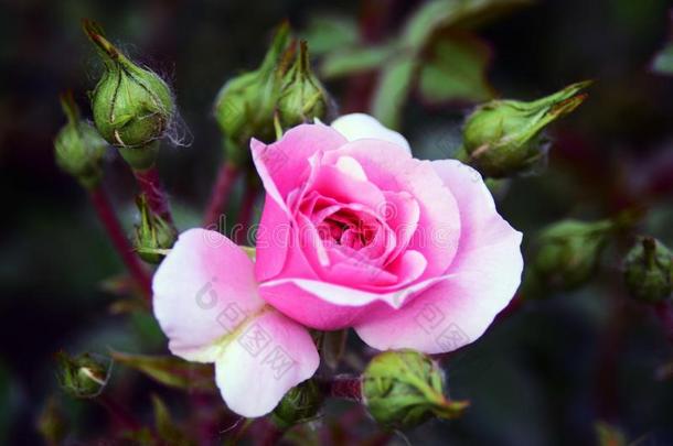 花关于狗-玫瑰玫瑰hip向一灌木,变模糊b一ckground.