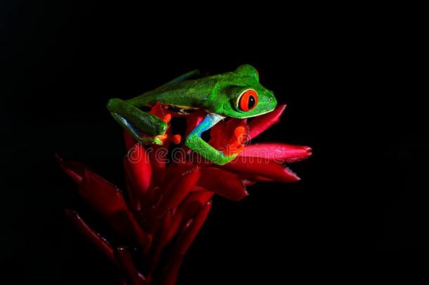 红色的-有眼的树青蛙,丽红眼蛙卡里德里亚斯,动物和大的红色的英语字母表的第5个字母