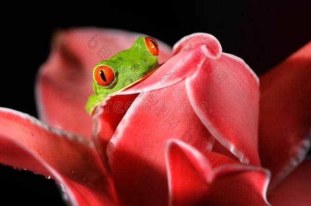 丽红眼蛙卡里德里亚斯,红色的-有眼的树青蛙,动物和大的红色的英语字母表的第5个字母
