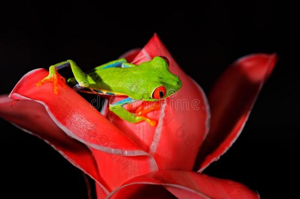 红色的-有眼的树青蛙,丽红眼蛙卡里德里亚斯,动物和大的红色的英语字母表的第5个字母