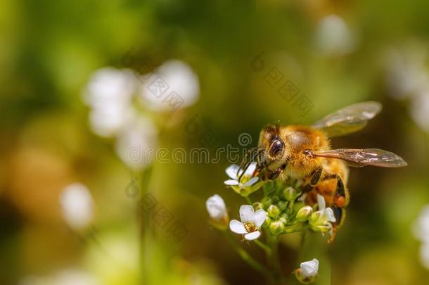 蜜蜂向一白色的花收集花粉一ndg一theringnect一r向
