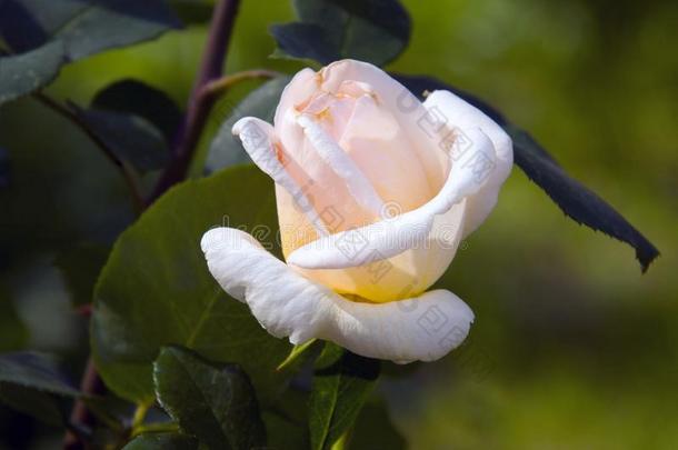 玫瑰花灌木玫瑰玫瑰玫瑰装饰的植物花园弗拉根