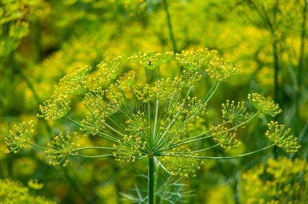 花小茴香香料生长的采用指已提到的人花园.