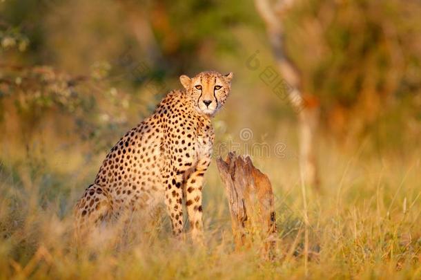 非洲猎豹,猎豹具缘垂毛,美丽的野生的猫.快的哺乳动物向