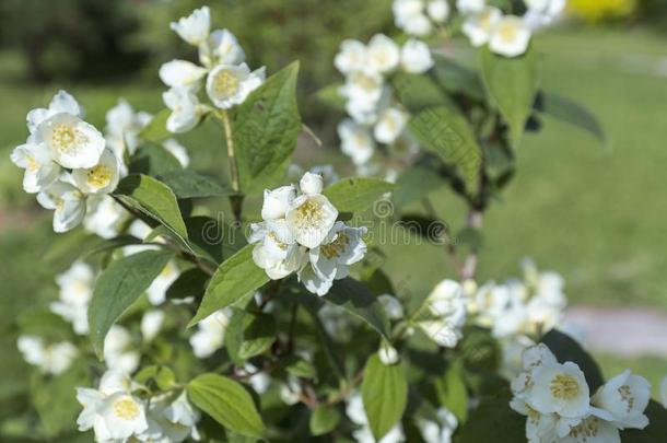 <strong>茉莉花</strong>.白色的<strong>茉莉花</strong>向绿色的变模糊背景