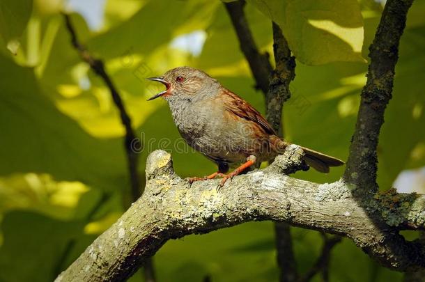 不列颠的篱雀之类的鸟鸟唱歌采用树顶