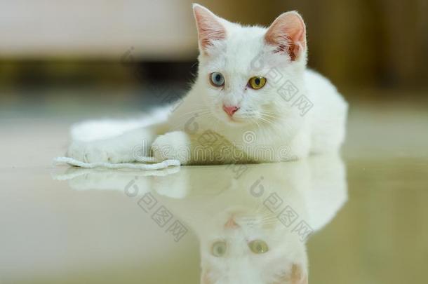 隔离的肖像关于白色的美丽的猫和令人惊异的不同的