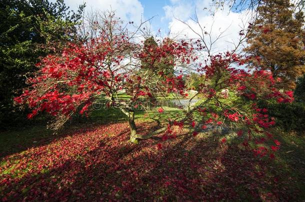 一美丽的地毯关于秋意盎然树叶采用南方的英格兰帕克兰