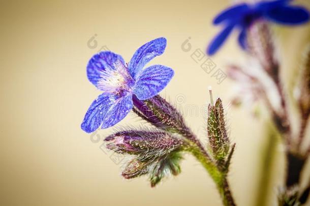 牛舌草野生的花