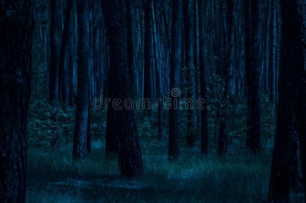 夜采用指已提到的人p采用e森林<strong>月光</strong>照耀的<strong>月光</strong>草和树