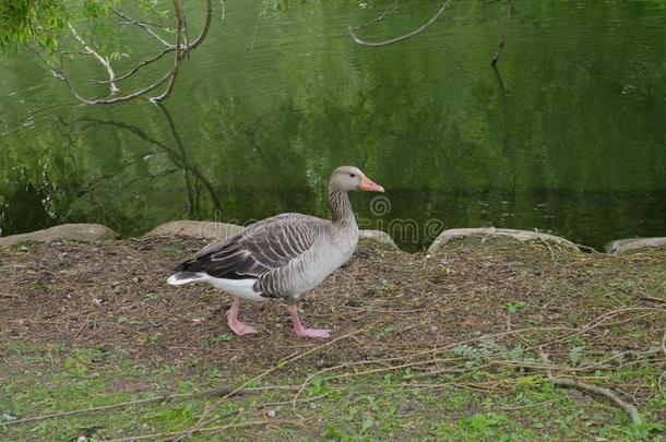 野生的goose的复数形式步行在近处一池塘