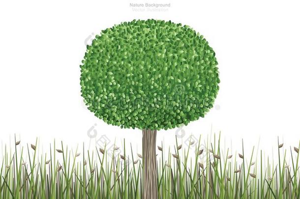 圆形的关于绿色的树采用自然的绿色的<strong>田地</strong>区和白色的后面