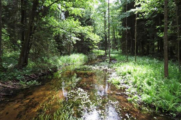 镇定的森林<strong>河流河流</strong>动的通过绿色的森林森林