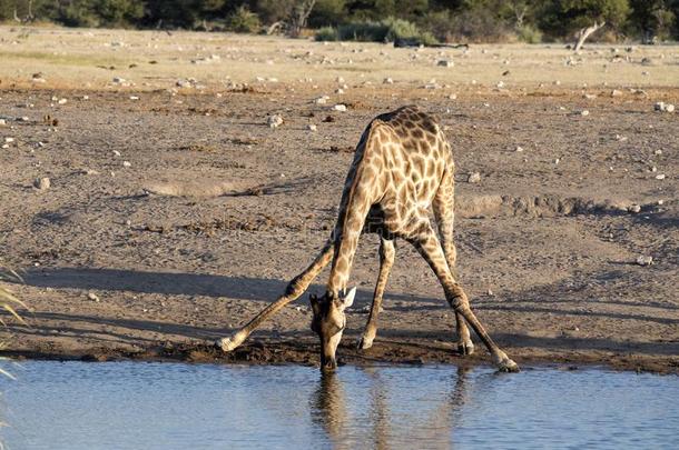 南方非洲的<strong>长颈鹿</strong>,<strong>长颈鹿长颈鹿长颈鹿</strong>,喝饮料采用怀特