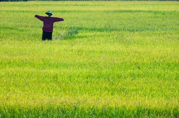 稻草人采用稻植物稻田