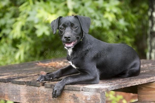 漂亮的猎兔犬小猎狗达克斯狗混合的产小狗狗在户外向